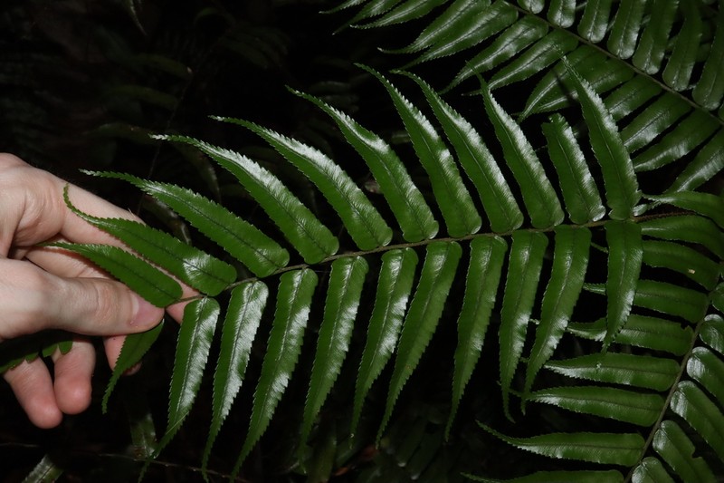 Gymnosphaera rebeccae photo 5