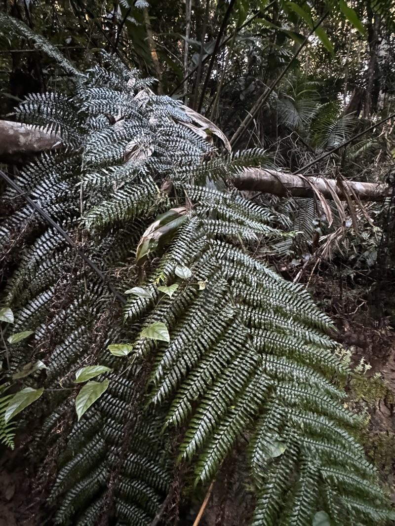 Gymnosphaera rebeccae photo 6