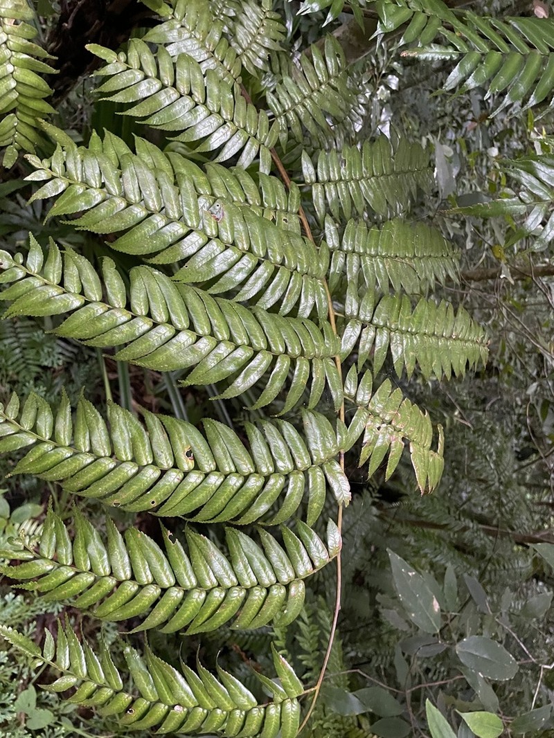 Gymnosphaera rebeccae photo 7