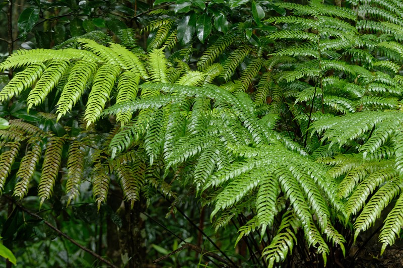 Gymnosphaera rebeccae photo 8