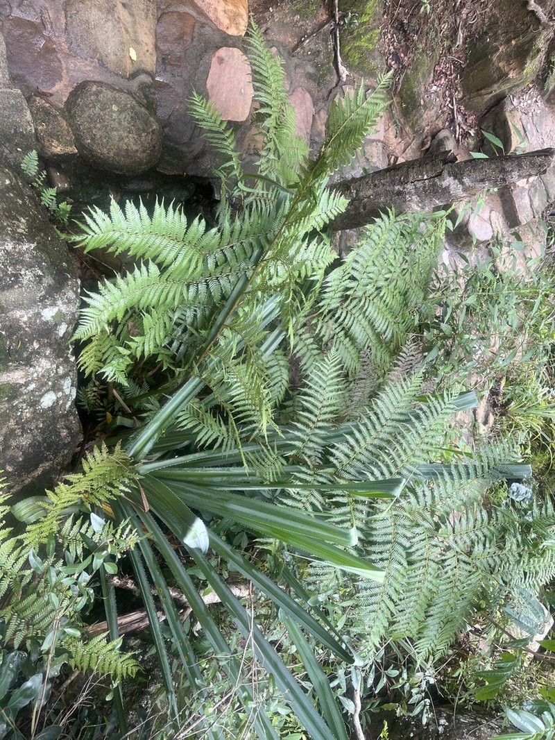 Gymnosphaera rouhaniana