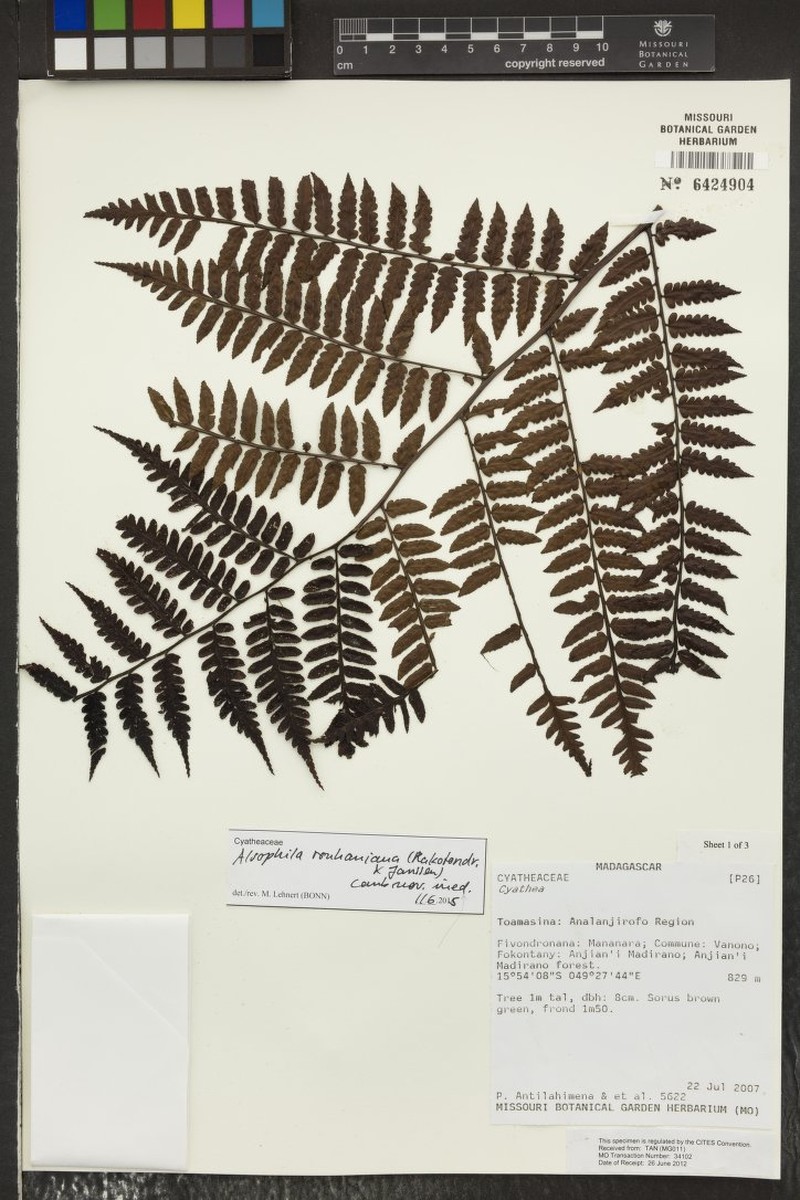 Gymnosphaera rouhaniana photo 2