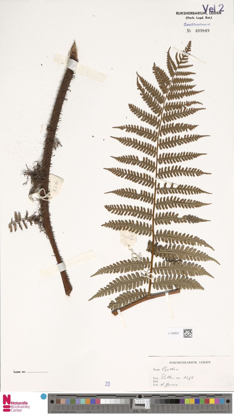 Gymnosphaera rubella