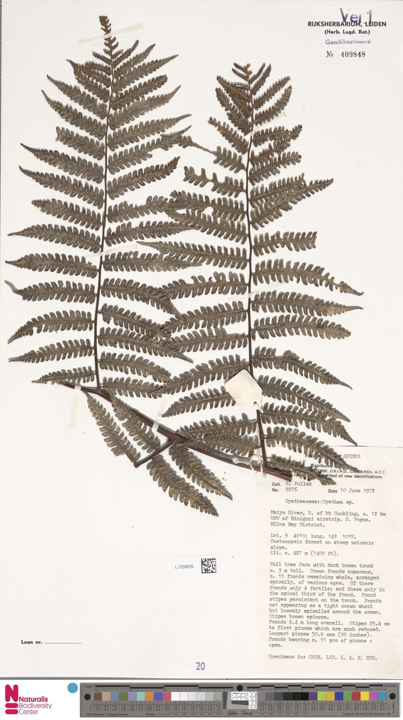 Gymnosphaera rubella photo 2