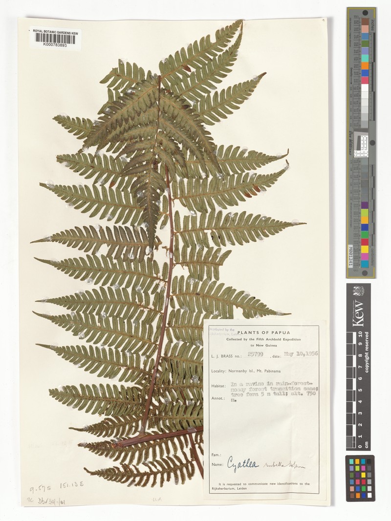 Gymnosphaera rubella photo 3