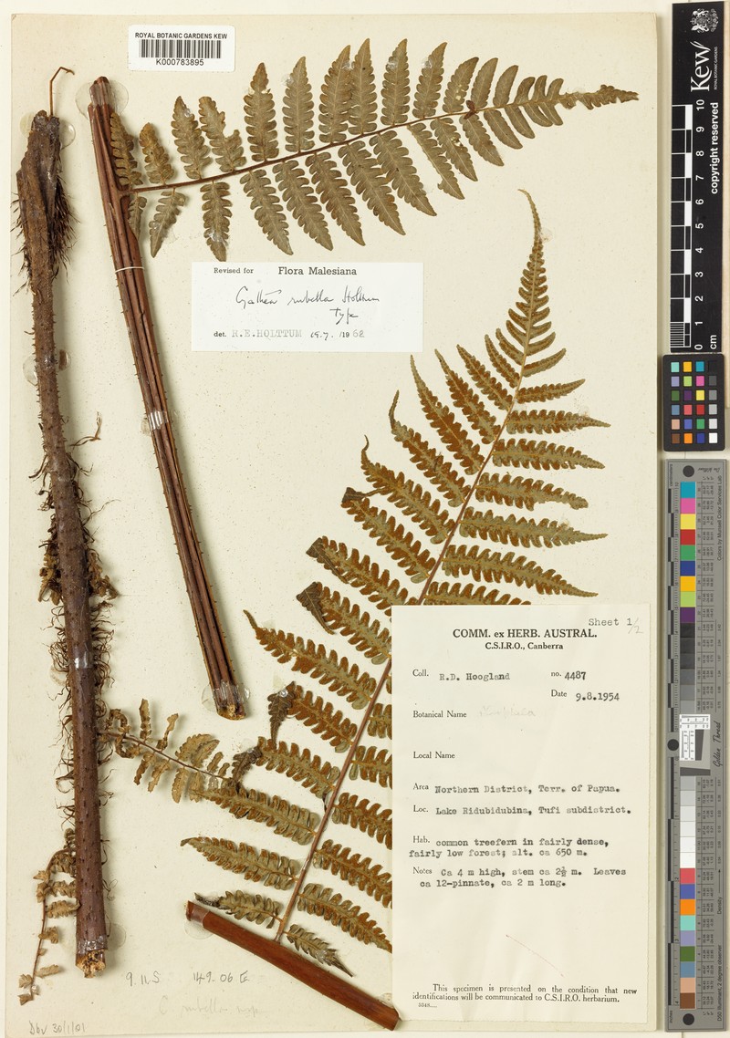 Gymnosphaera rubella photo 4