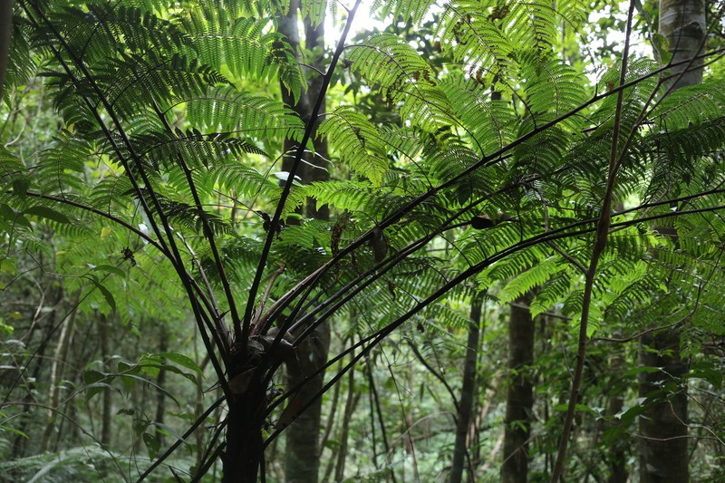 Gymnosphaera salletii