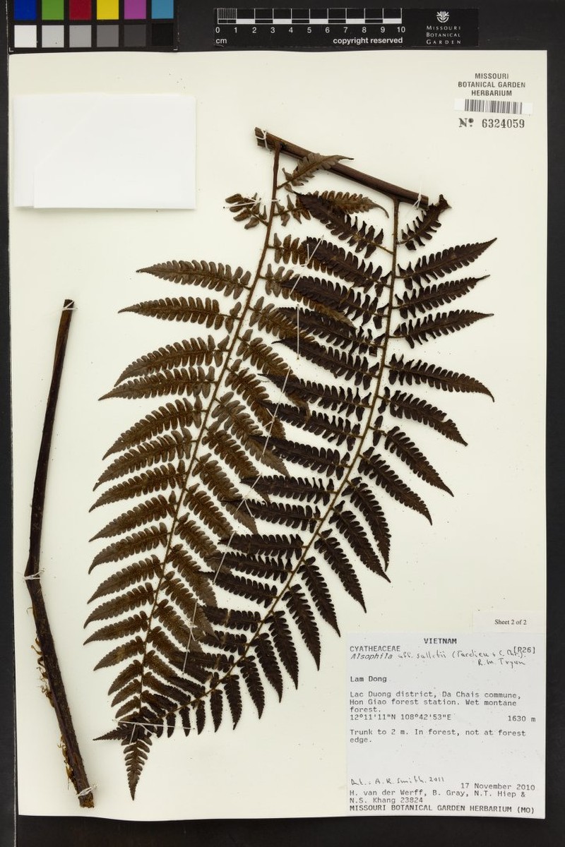 Gymnosphaera salletii photo 2