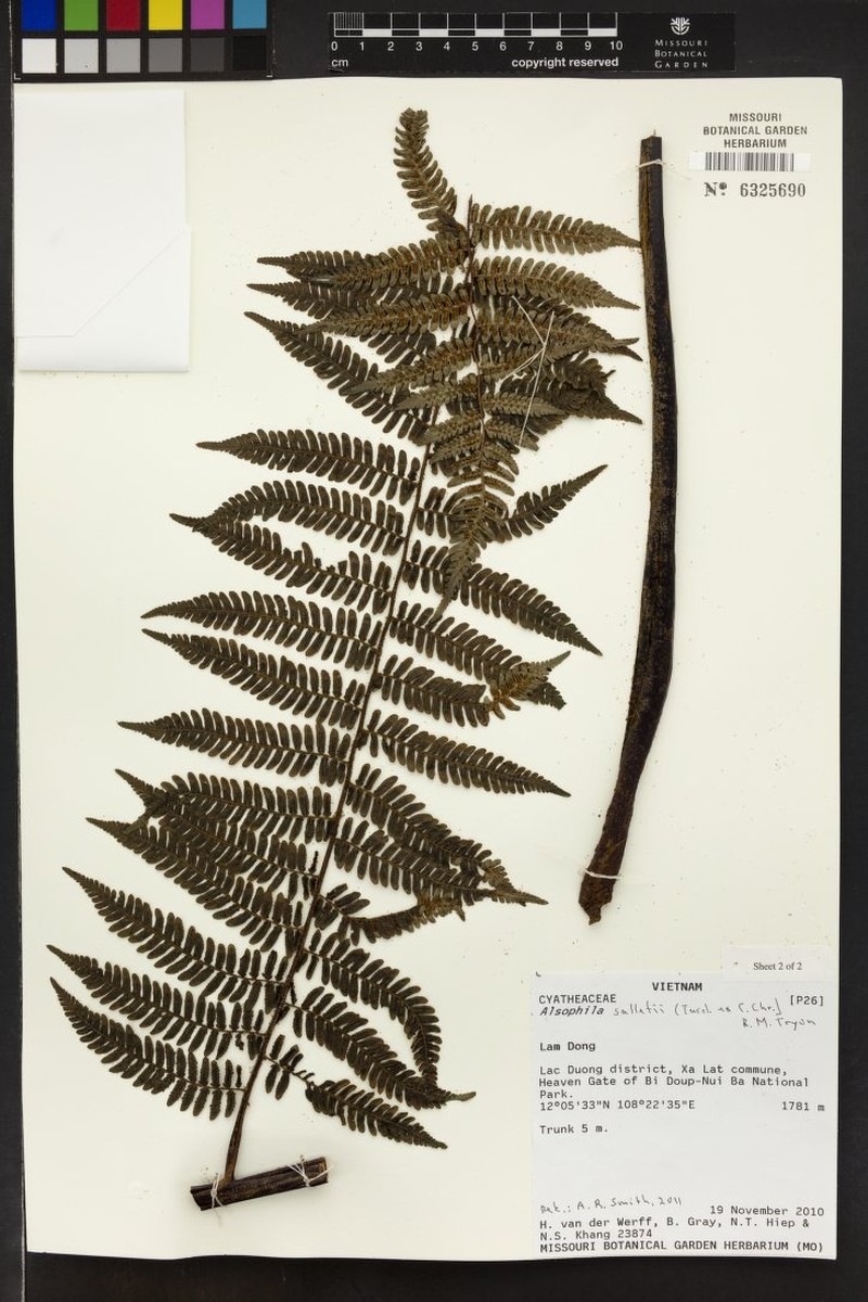 Gymnosphaera salletii photo 3