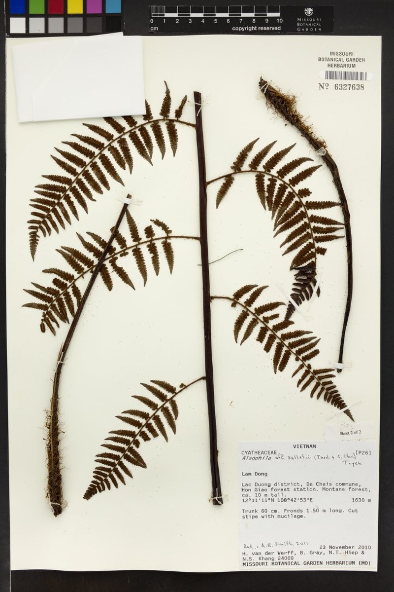 Gymnosphaera salletii photo 4