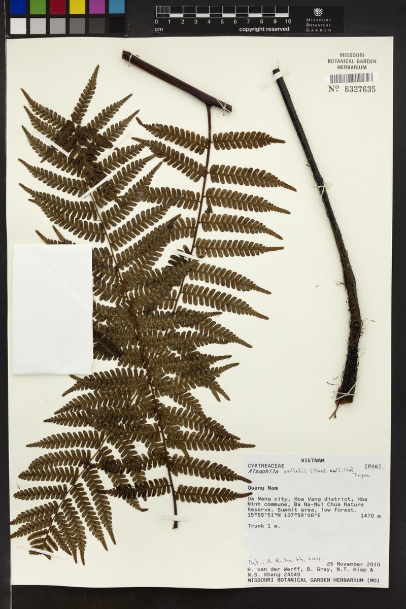 Gymnosphaera salletii photo 5