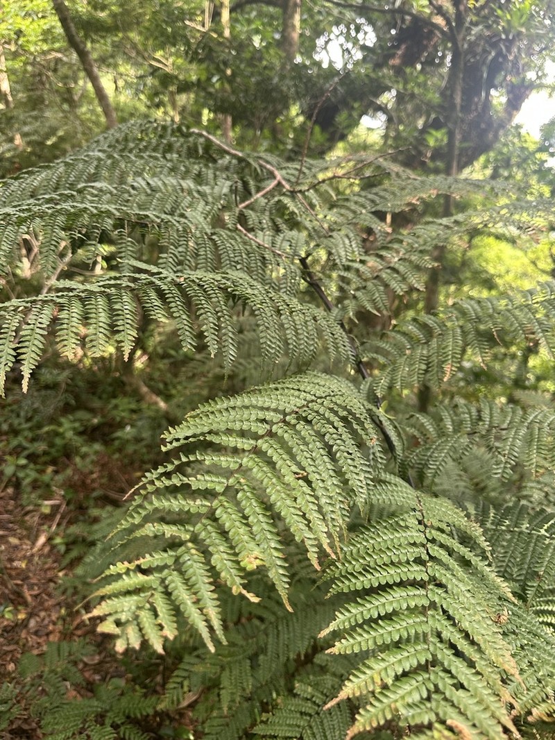 Gymnosphaera salvinii
