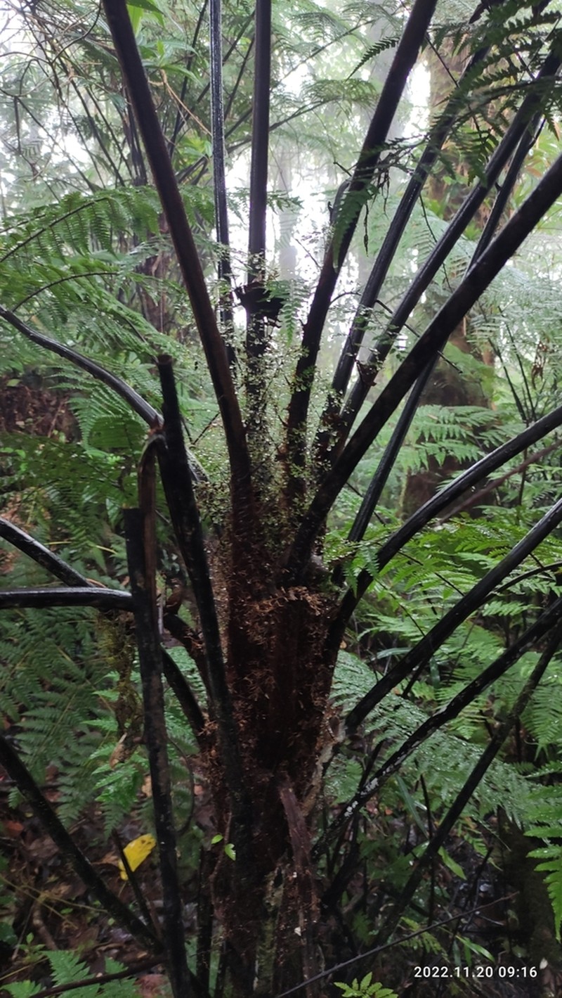 Gymnosphaera salvinii photo 2