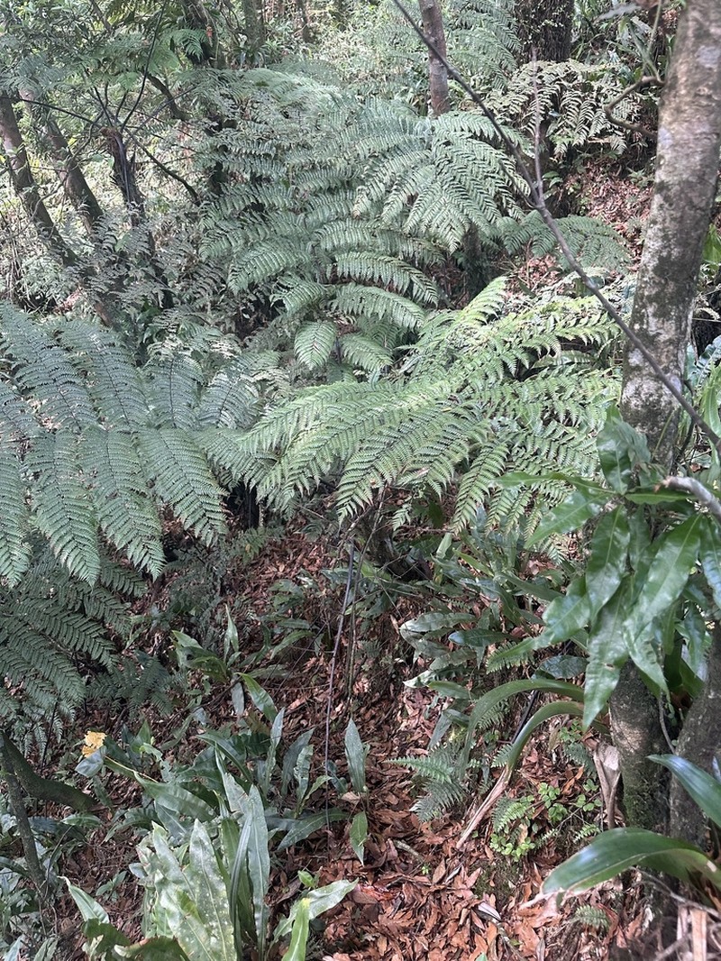 Gymnosphaera salvinii photo 3