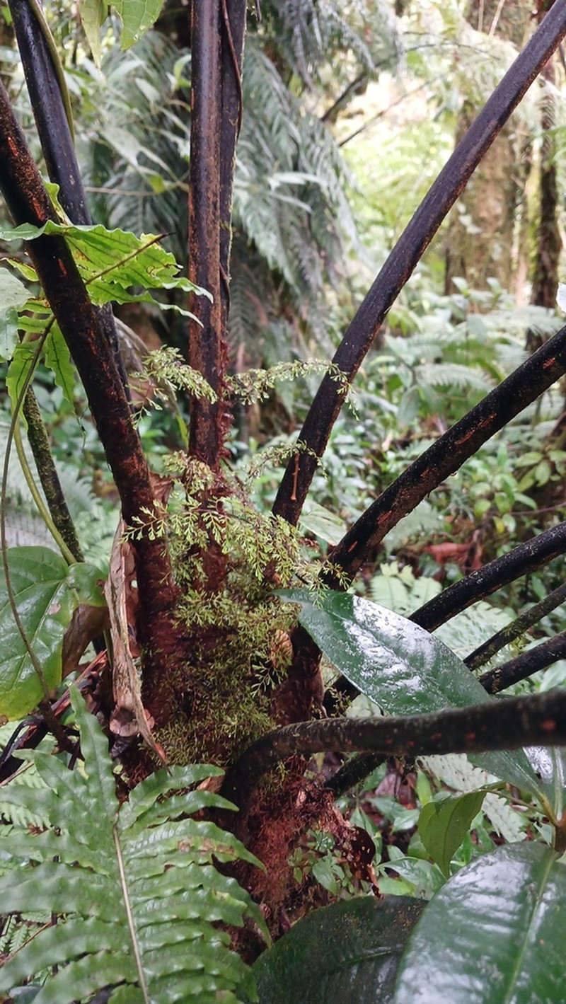 Gymnosphaera salvinii photo 4