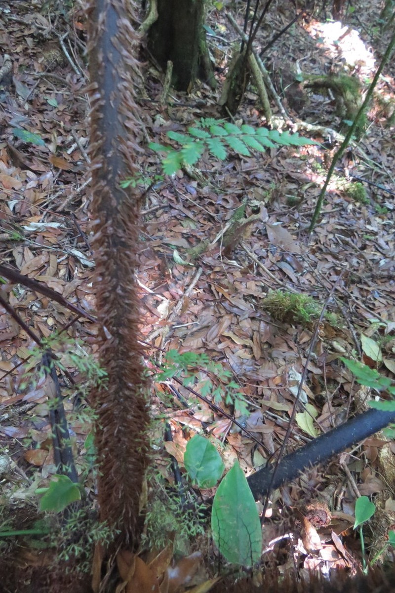 Gymnosphaera salvinii photo 5
