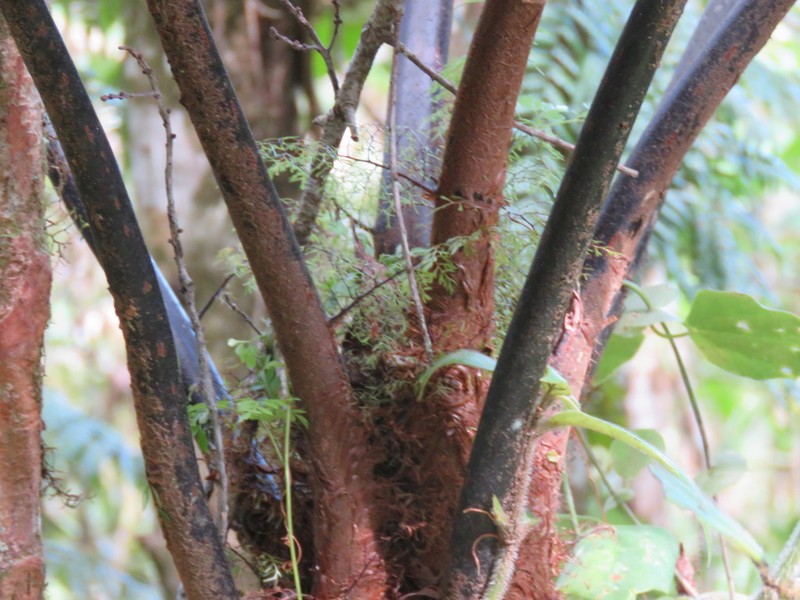Gymnosphaera salvinii photo 6