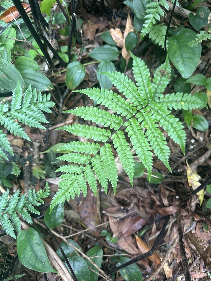Gymnosphaera salvinii photo 7