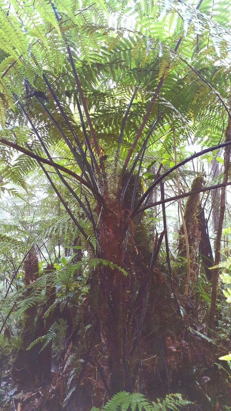 Gymnosphaera salvinii photo 8