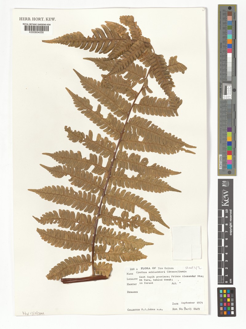 Gymnosphaera schlechteri photo 2