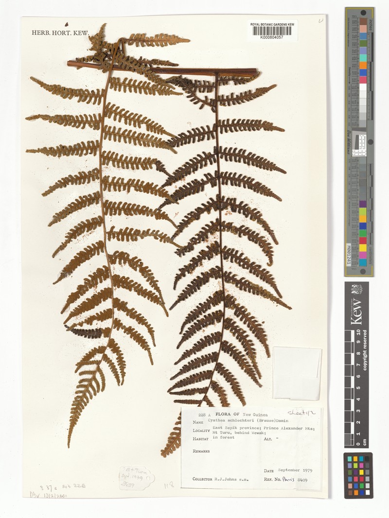 Gymnosphaera schlechteri photo 3