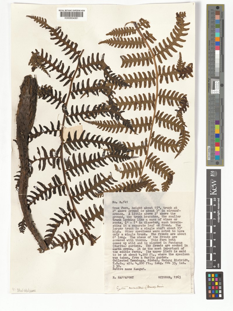 Gymnosphaera schlechteri photo 4