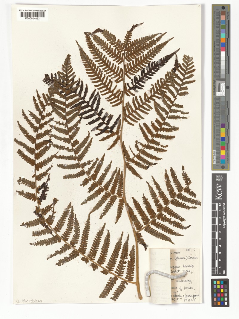 Gymnosphaera schlechteri photo 5