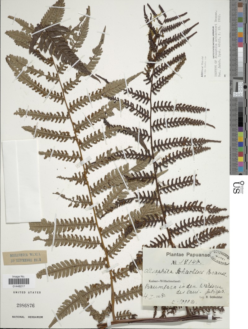 Gymnosphaera schlechteri
