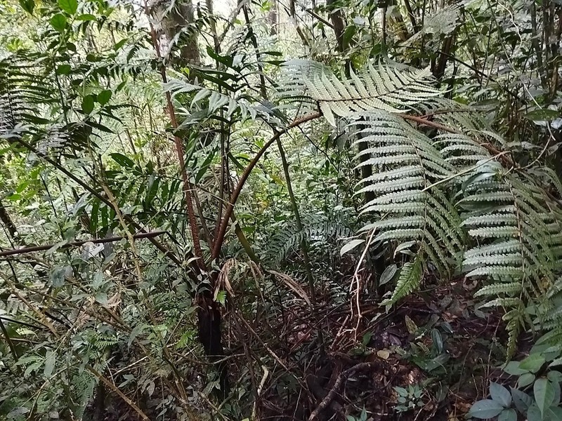 Gymnosphaera subdubia