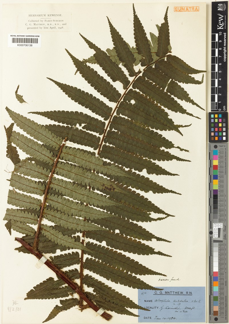Gymnosphaera subdubia photo 2