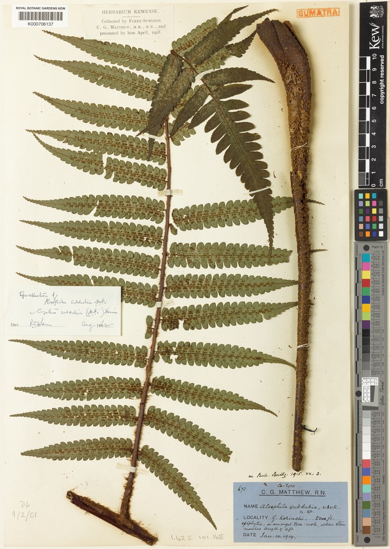 Gymnosphaera subdubia photo 3