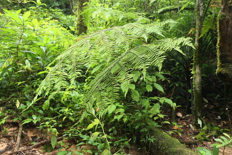 Gymnosphaera vietnamensis