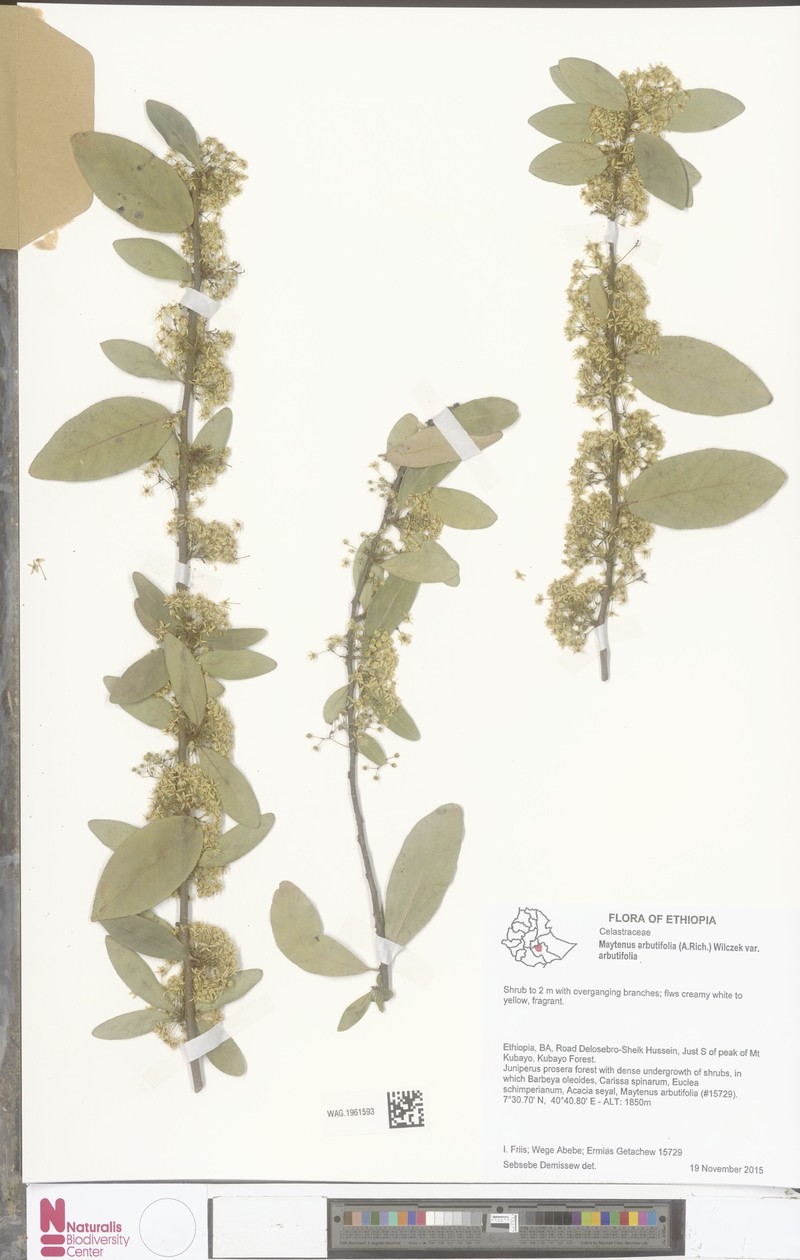 Gymnosporia arbutifolia subsp. arbutifolia