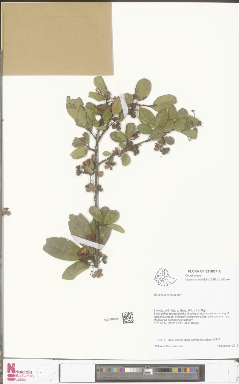 Gymnosporia arbutifolia subsp. arbutifolia photo 2