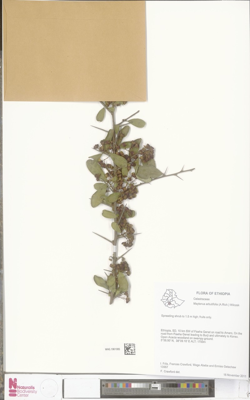 Gymnosporia arbutifolia subsp. arbutifolia photo 3