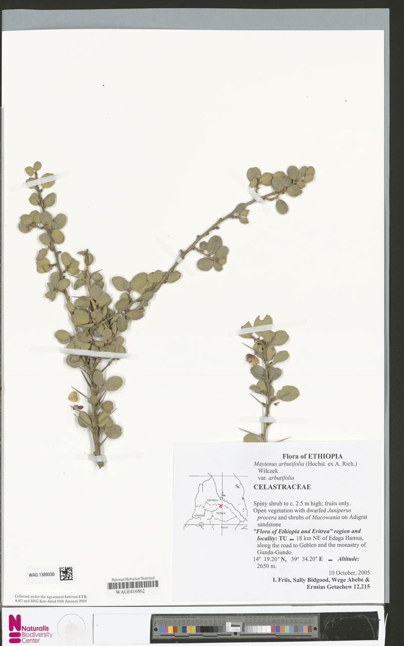 Gymnosporia arbutifolia subsp. arbutifolia photo 4