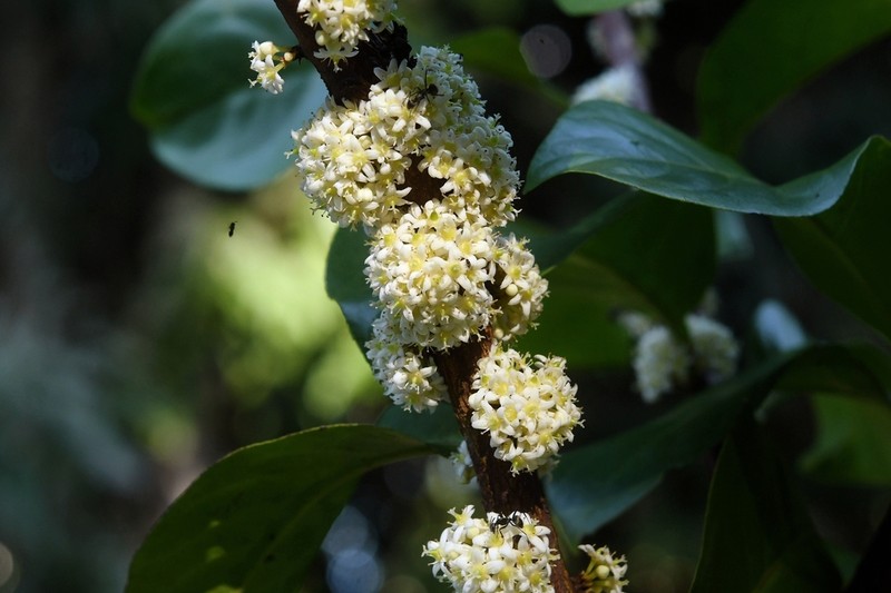 Gymnosporia confertiflora