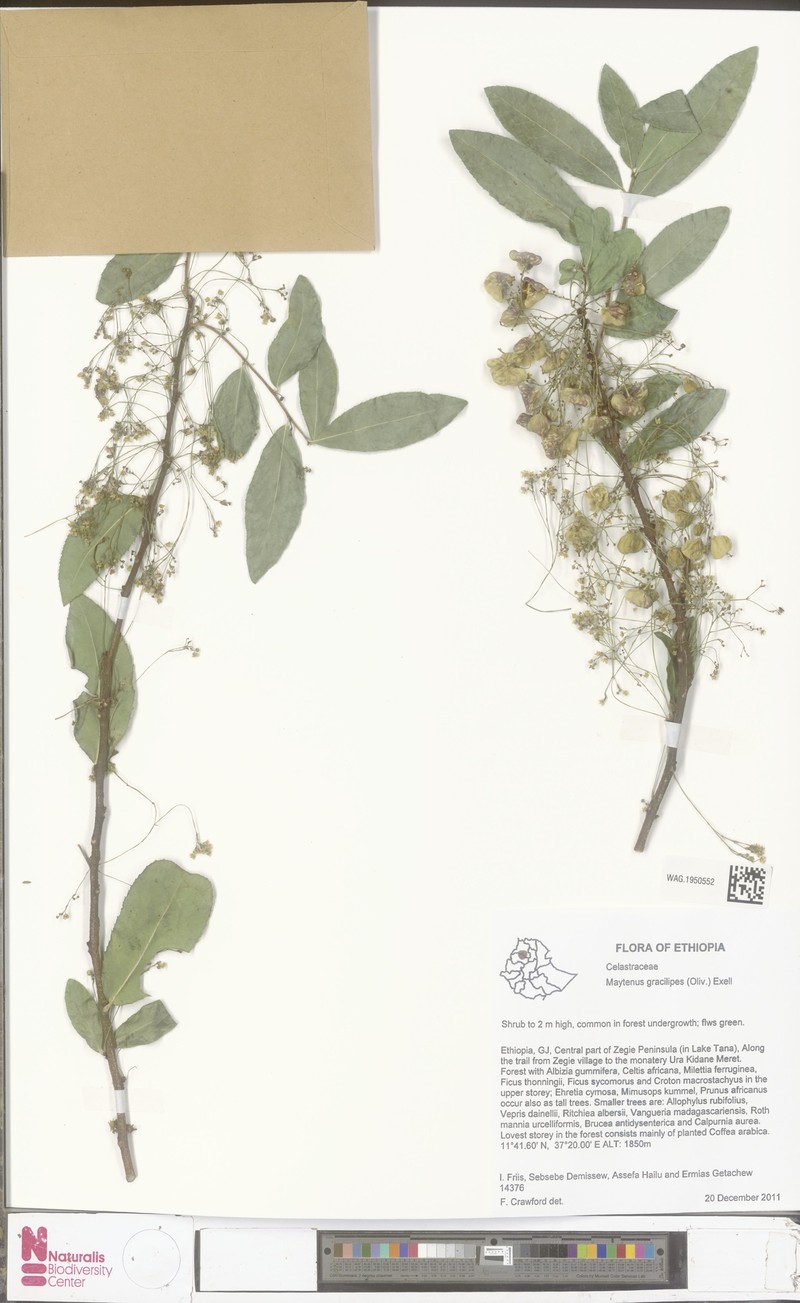 Gymnosporia gracilipes subsp. gracilipes