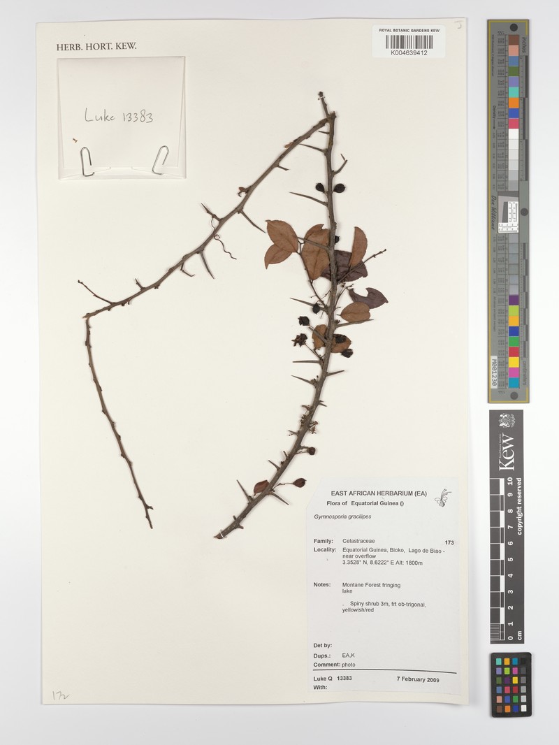 Gymnosporia gracilipes subsp. gracilipes photo 2