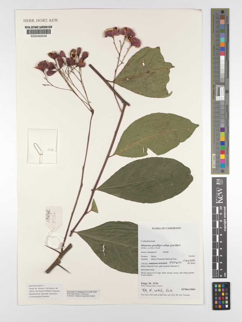 Gymnosporia gracilipes subsp. gracilipes photo 3