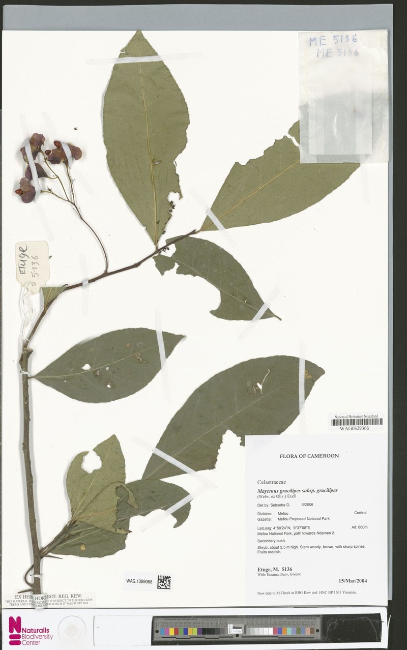 Gymnosporia gracilipes subsp. gracilipes photo 4
