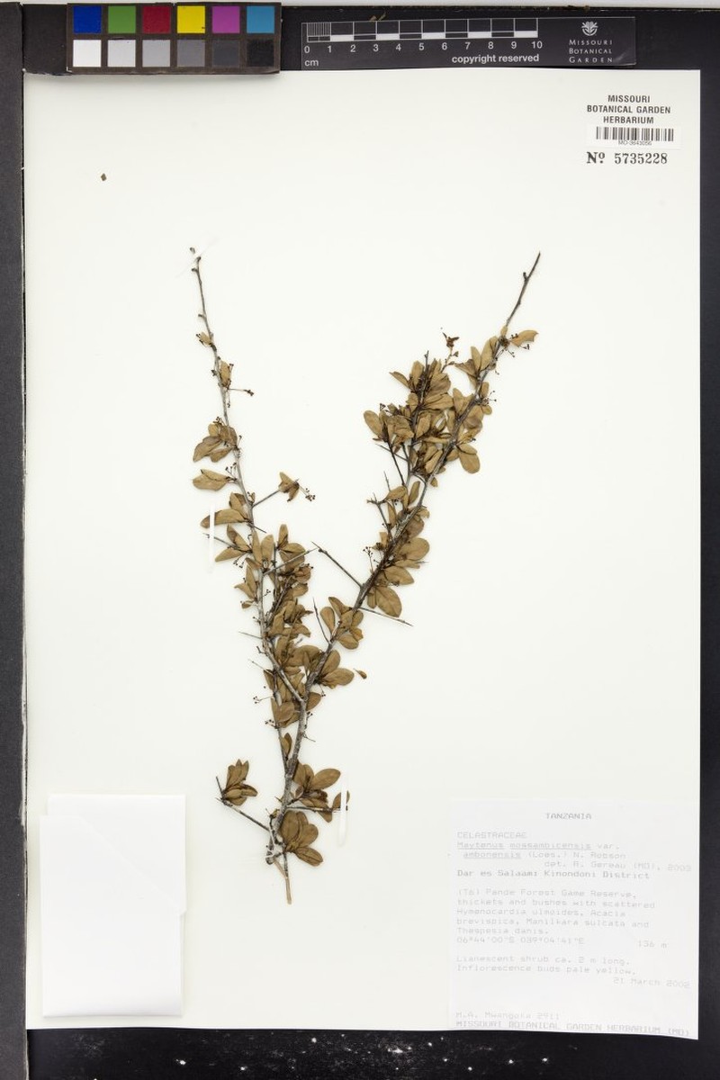 Gymnosporia gracilis subsp. gracilis