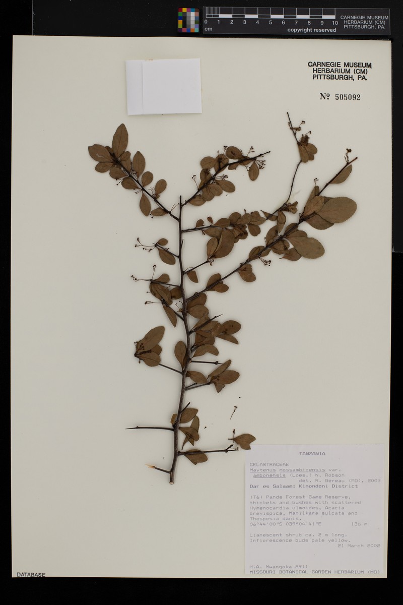 Gymnosporia gracilis subsp. gracilis photo 2