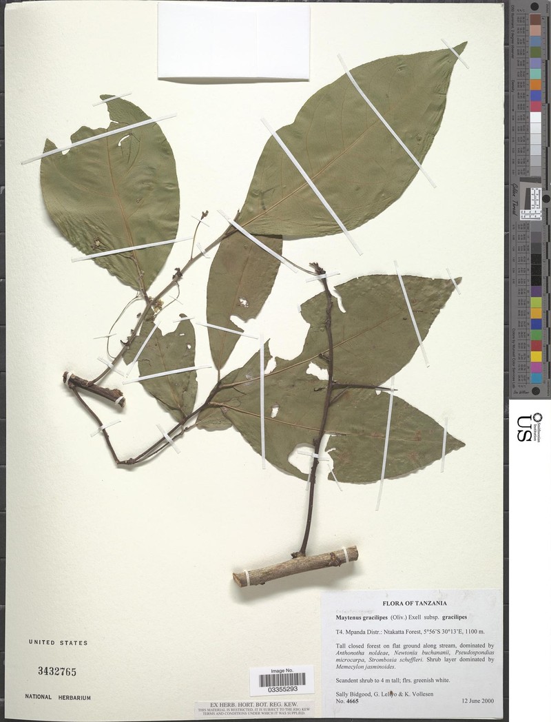 Gymnosporia gracilis subsp. gracilis photo 3