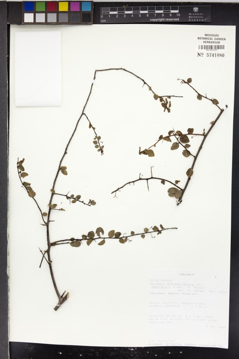 Gymnosporia gracilis subsp. gracilis photo 4