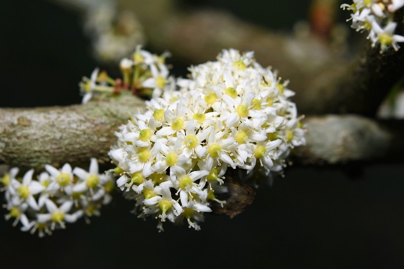 Gymnosporia guangxiensis