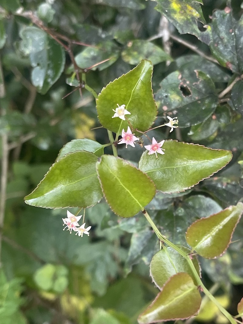 Gymnosporia harveyana subsp. harveyana photo 2