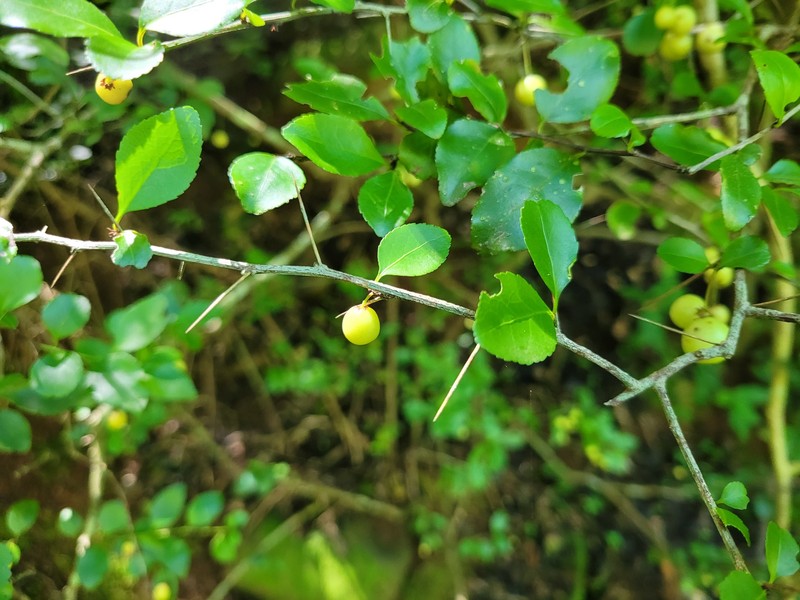 Gymnosporia harveyana subsp. harveyana photo 4
