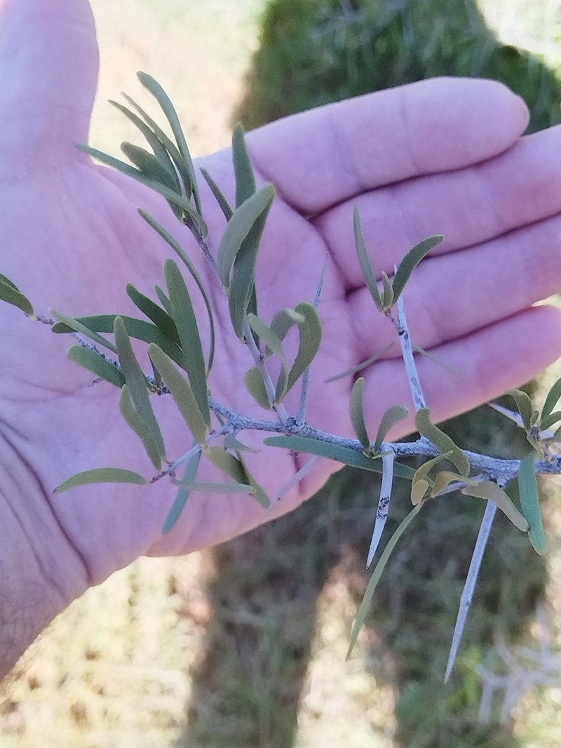 Gymnosporia linearis subsp. linearis