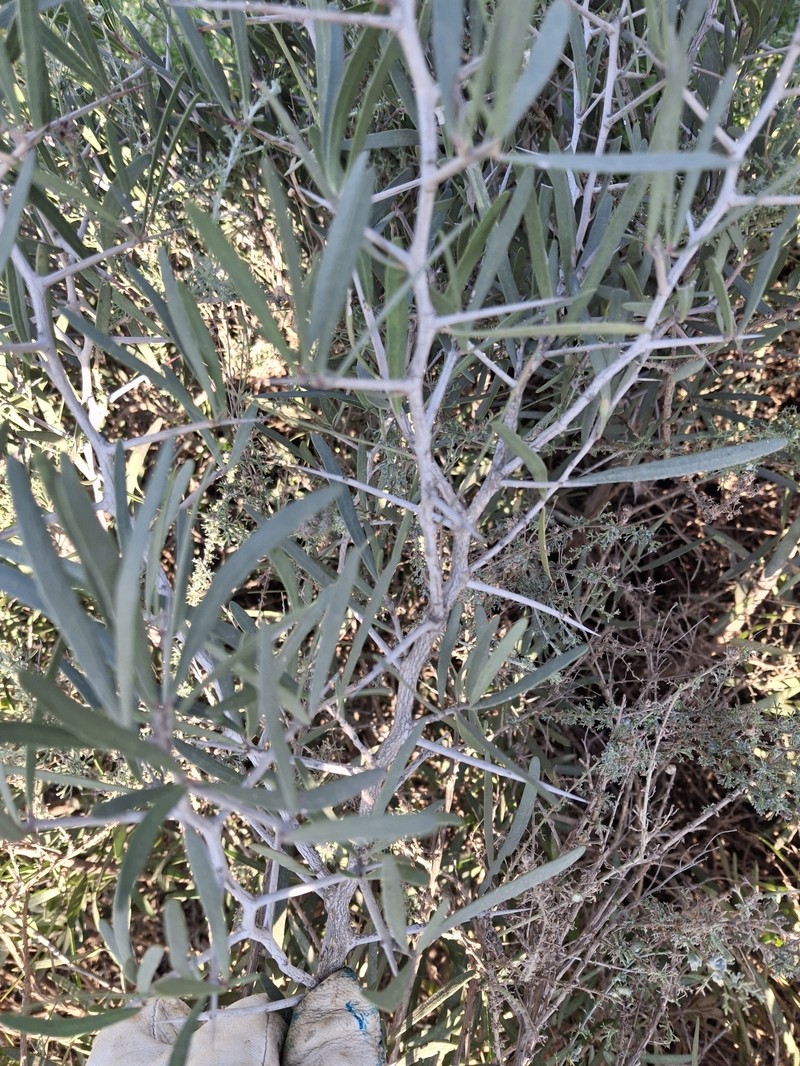 Gymnosporia linearis subsp. linearis photo 2